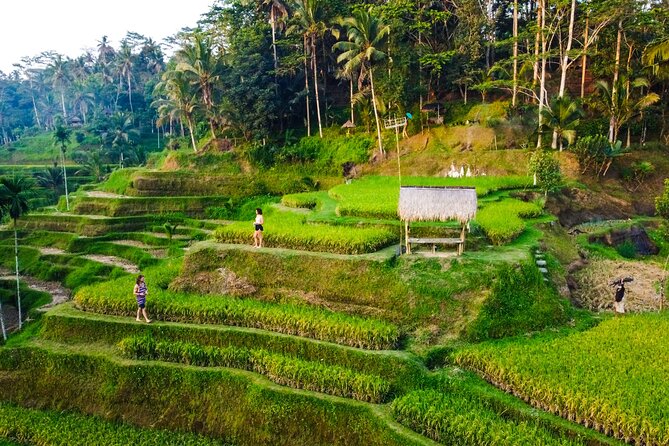 Ubud Rice terrace,Zip-line and waterfall - Tibumana Waterfall: a calm first stop