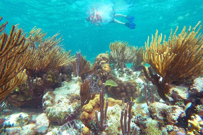 Ultimate 5x1 Combo with ATV, Ziplines, Cenote & Reef Snorkeling - Six lines, five lines, and three jungle bridges