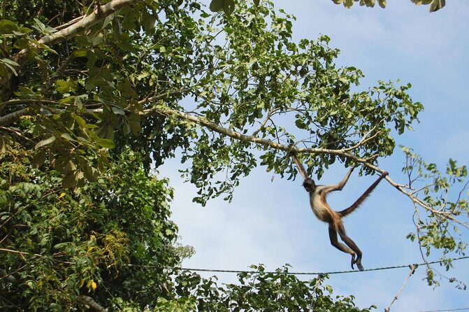 Zip lining and Canoe Monkey jungle in Tulum - Key points at a glance