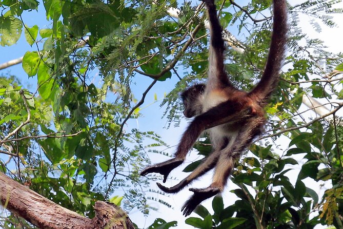 Zip lining and Canoe Monkey jungle in Tulum - Guides who shape the day