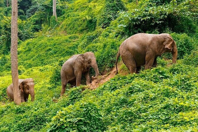 Zipline Experience in Phuket - Timing, weather, and cancellation advice