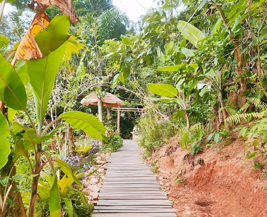 Zipline in Koh Samui Adventure activity tour - Nine rides and one hour above Koh Samui