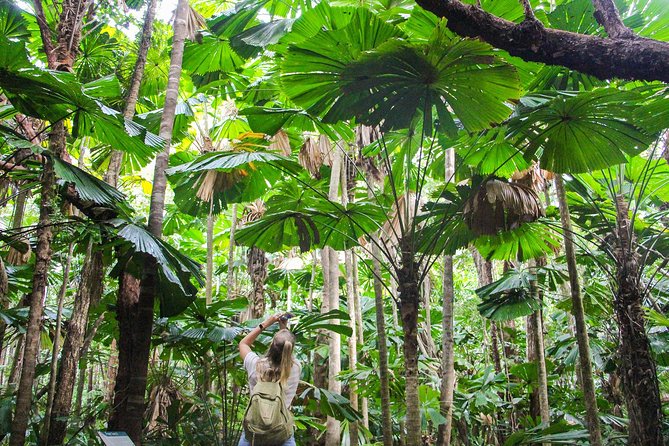 Ziplining Cape Tribulation with Treetops Adventures - How long does two hours really feel?