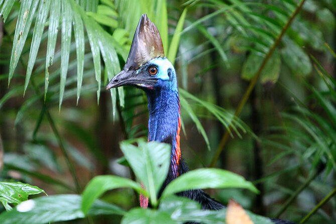 Ziplining Cape Tribulation with Treetops Adventures - Rain, comfort, and practical preparation