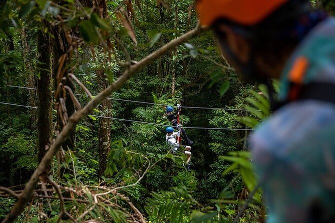 Ziplining Cape Tribulation with Treetops Adventures - Harnesses, safety checks, and the first platforms